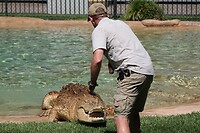 Krokodil komt zijn eten halen