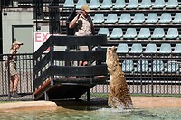 Krokodillen voeren Australie zoo