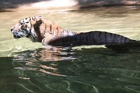 Tijger haalt zijn eten op uit het water