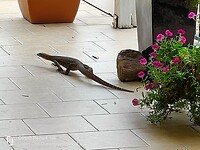 Leguaan in de achtertuin