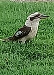 Kookaburra in de achtertuin