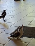 Kookaburra komt ook even eten