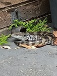 Blue tonque lizard