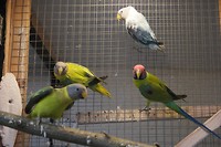 De vogels