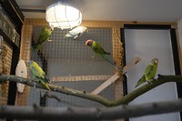 De vogels