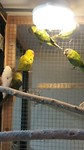 De vogels waarvoor het allemaal bedoeld was