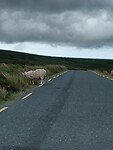 Schapen op de weg