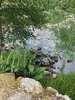 Beekje