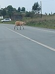 Koe op de weg