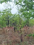 Impalas ( antilopus)