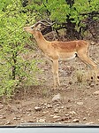 Impala