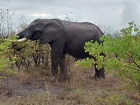Olifant
