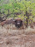 Buffel