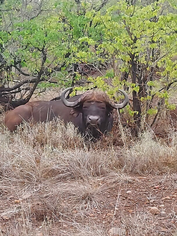 Buffel