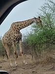 Giraffen