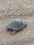 Schildpad