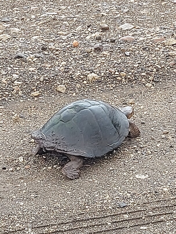 Schildpad