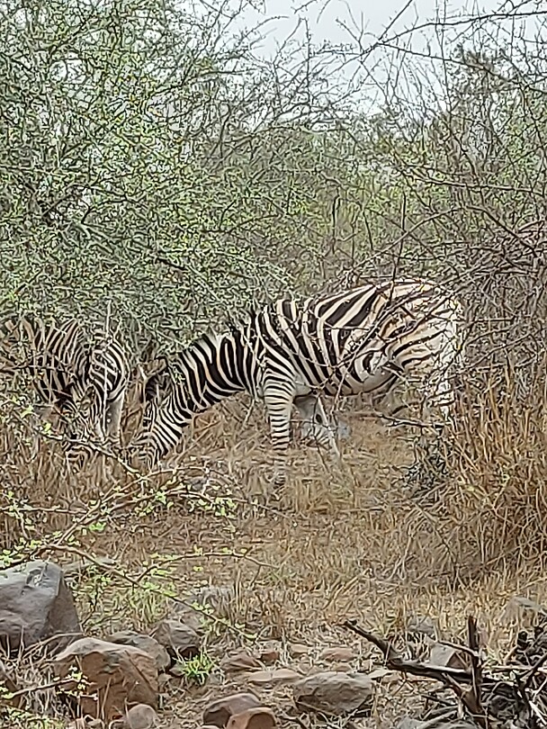 Zebra