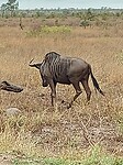 Wildebeast