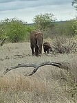 Olifant met kalfje