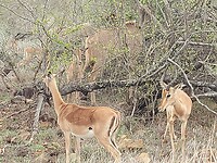 Impala's