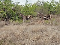 Zebra's