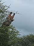 Giraffen