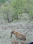 Hyena met prooi