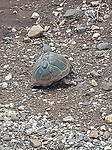 Schildpad