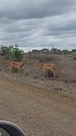 Impala's in gevecht