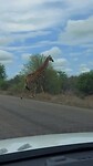 Giraffen