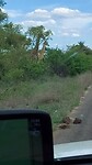 Giraffen familie