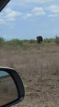 Olifant familie