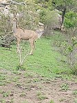 Kudu