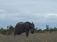 Olifant