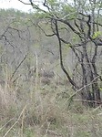 Neushoorn