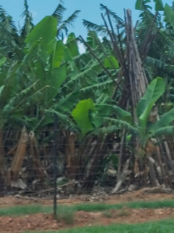 Bananen plantage langs de weg