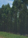 De lange bomen