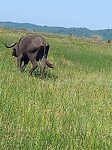 Buffel