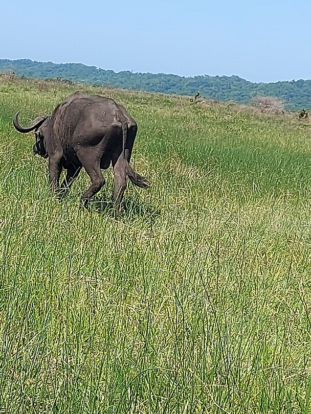 Buffel