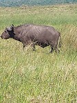 Buffel