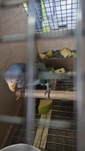 De vogels