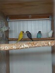 De vogels waar de reis voor was