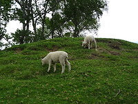Schaapjes op de helling van Mount Maunganui