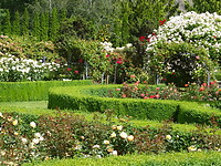 Mrs. Jones rozentuin Cromwell