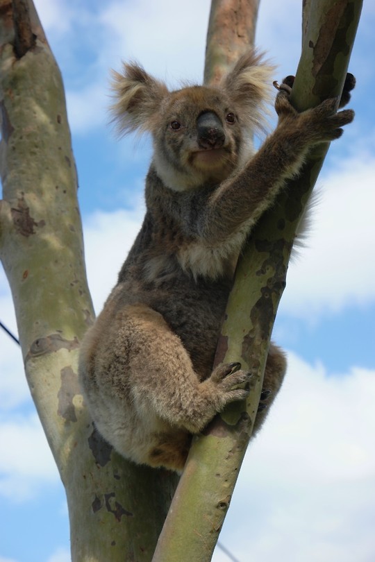 Wild cute koala