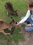 Feeding wallabies out of my hand