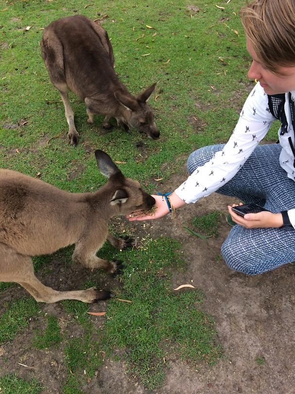 Feeding wallabies out of my hand