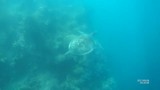 Schilpad bij Whitsundays