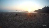 Kangeroos on the beach